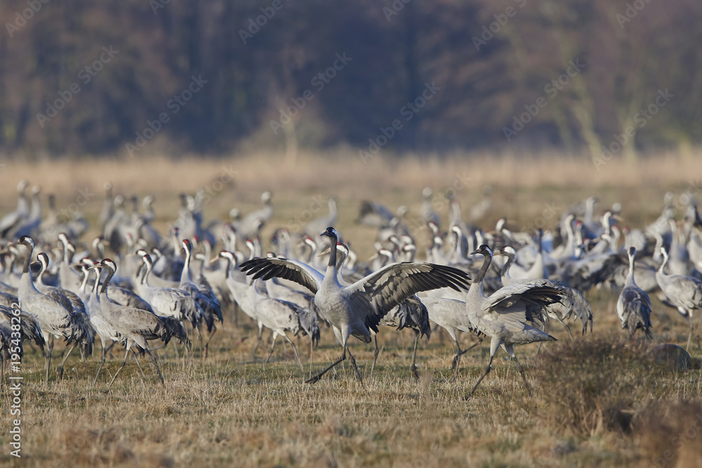 Common crane (Grus grus) Common crane (Grus grus)