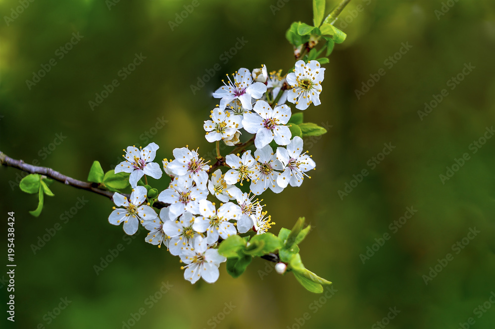 Frueh Jahr Bluete einer Mirabelle im Garten Lenz Frueh Jahr Bluete einer Mirabelle im Garten Lenz