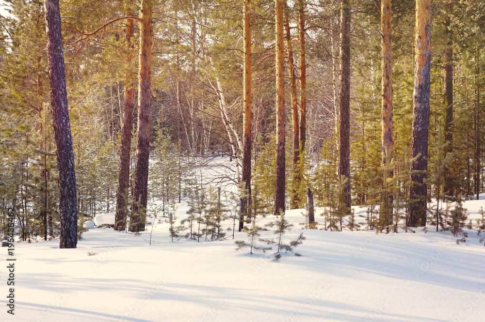 Fototapeta premium Winter landscape with forest on a sunny day. Waiting for the arrival of spring.