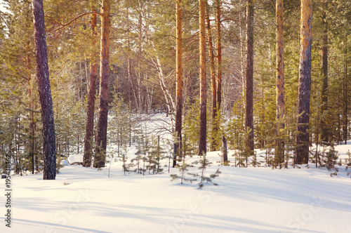Winter landscape with forest on a sunny day. Waiting for the arrival of spring.