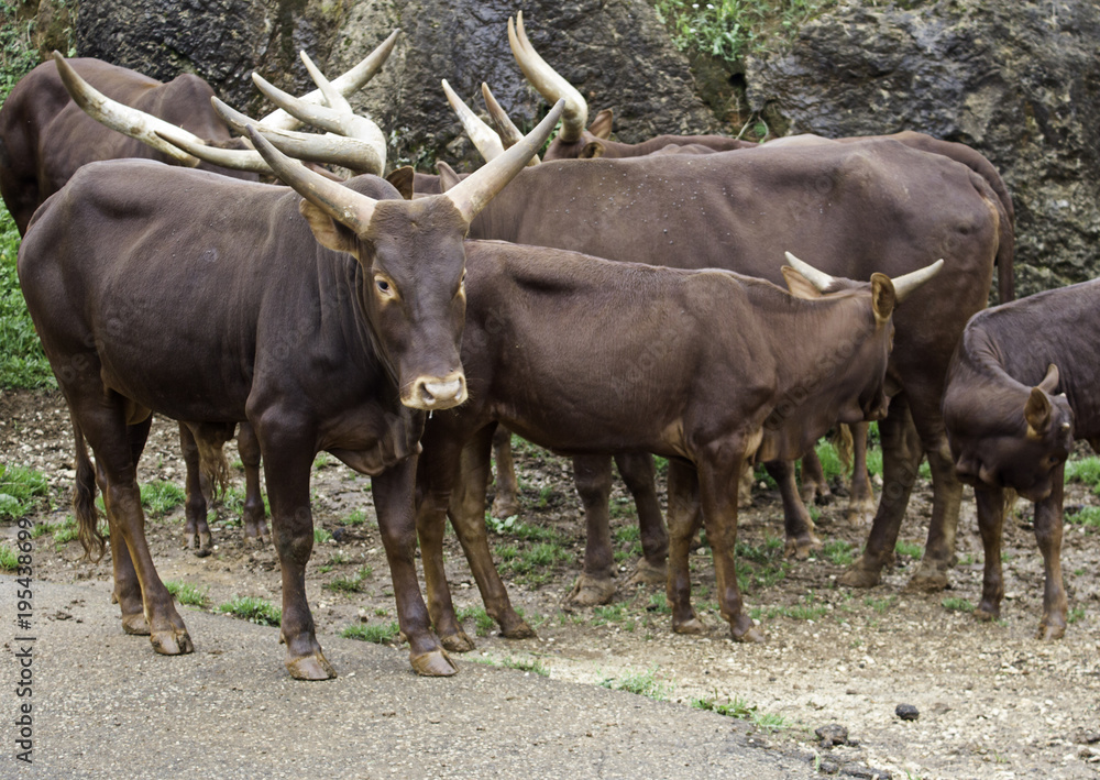 Wildebeest in zoo