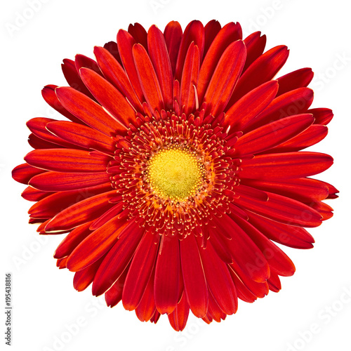 Indoor  flower red-yellow Gerbera isolated on white background. Close-up. Macro. Element of design.