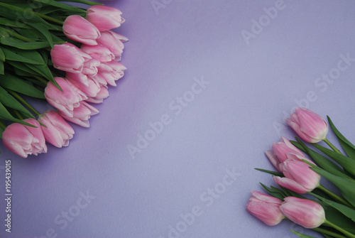 Pink Tulips bouquet, over Purple Background with copy space. Top view. flat Lay. Spring time. photo