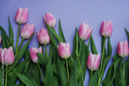 Pink Tulips bouquet  over Purple Background with copy space. Top view. flat Lay. Spring time.