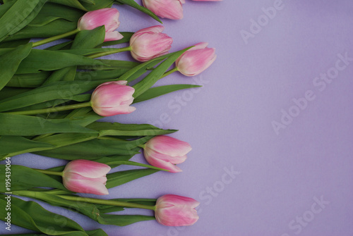 Fototapeta Naklejka Na Ścianę i Meble -  Pink Tulips bouquet, over Purple Background with copy space. Top view. flat Lay. Spring time.