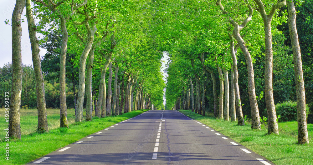 beautiful straight road and green trees in forest