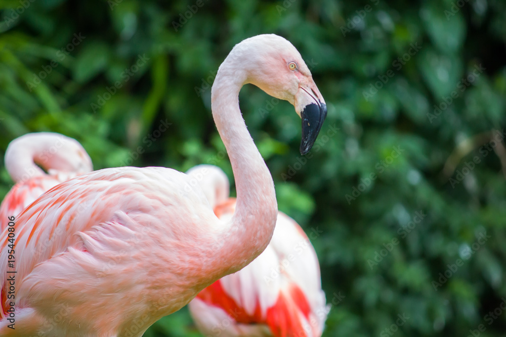 Fototapeta premium Pink flamingos