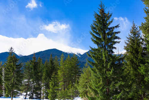 coniferous forest in winter