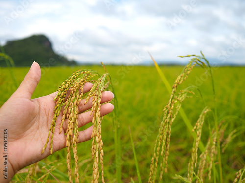 rice on woman hand