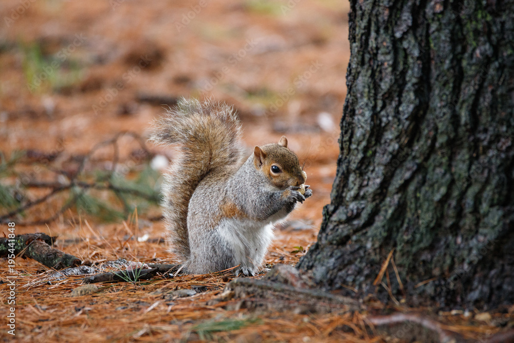 scoiattolo grigio (Sciurus carolinensis) scoiattolo grigio (Sciurus carolinensis)
