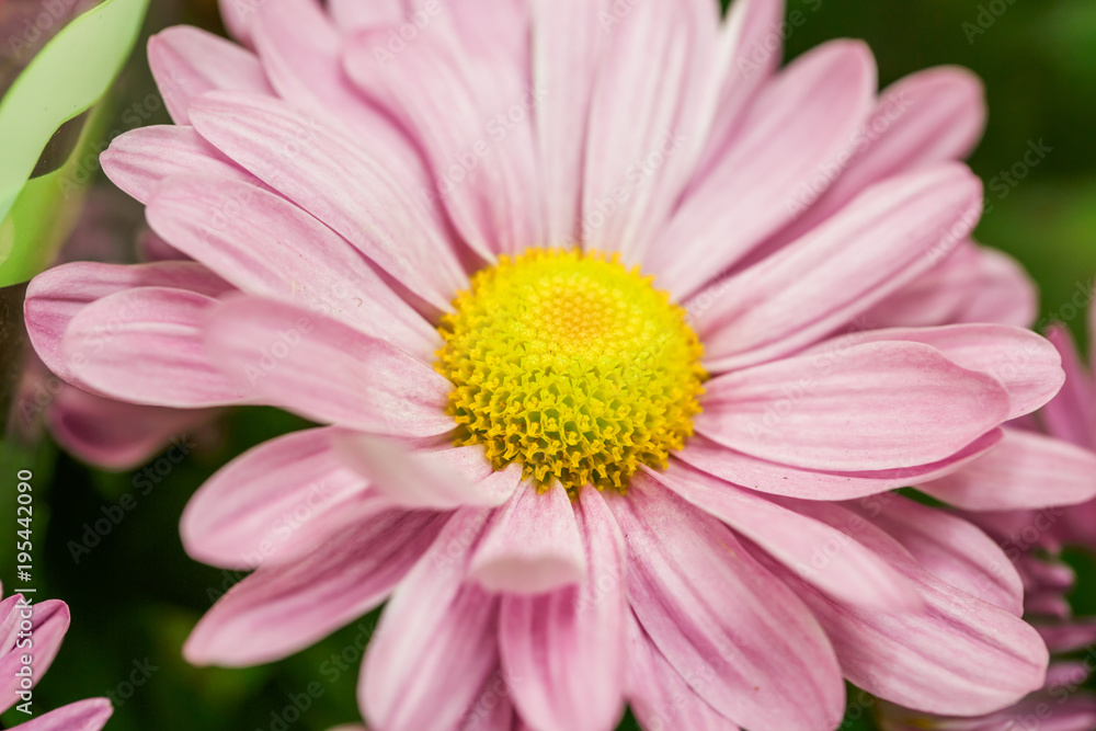 Macro flower. Big pink flower closeup photo