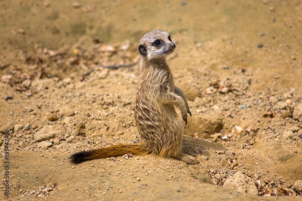 Fototapeta premium Meerkat carefully watching the environment
