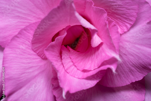 Close up pink flower background texture