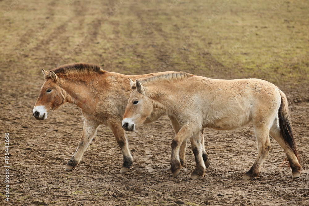 Przewalski's Horse in the nature looking habitat during autumn time. Horse in the chilly morning weather near the forst. Misty mornig in India. Equus ferus przewalskii.