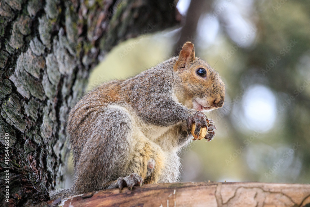 scoiattolo grigio (Sciurus carolinensis) scoiattolo grigio (Sciurus carolinensis)