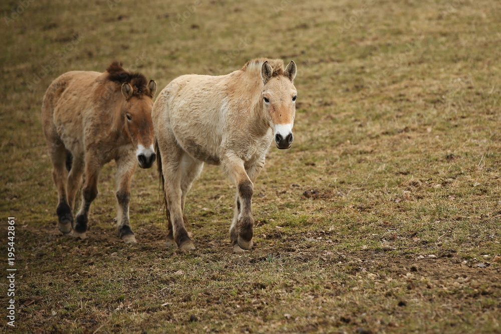 Przewalski's Horse in the nature looking habitat during autumn time. Horse in the chilly morning weather near the forst. Misty mornig in India. Equus ferus przewalskii. Przewalski's Horse in the nature looking habitat during autumn time. Horse in the chilly morning weather near the forst. Misty mornig in India. Equus ferus przewalskii.