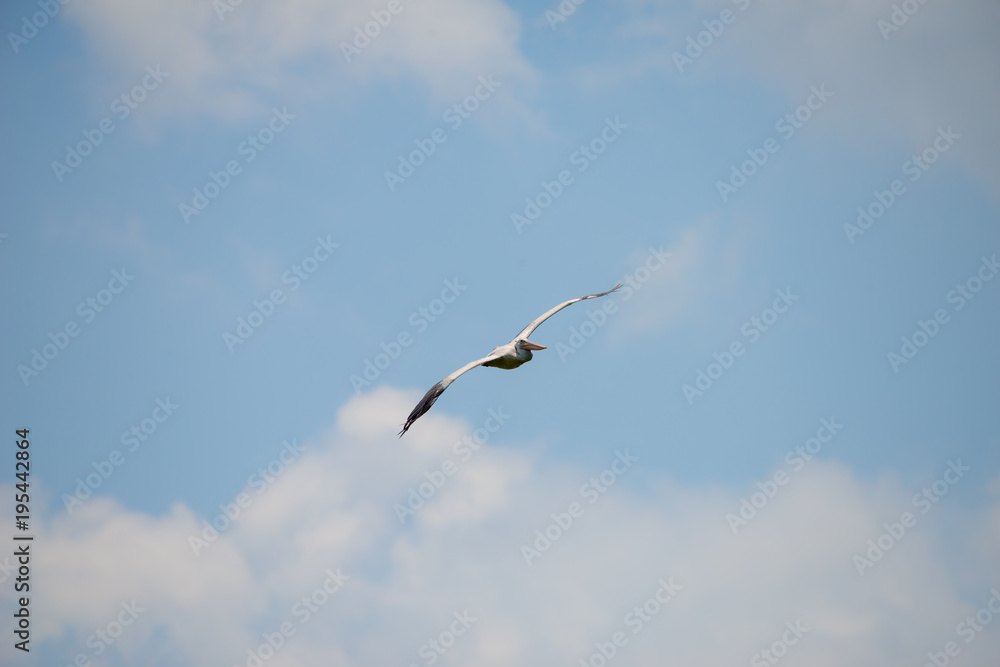 Fototapeta premium Flying spot billed pelican or grey pelican in Thailand