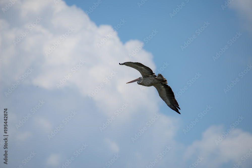 Flying spot billed pelican or grey pelican in Thailand Flying spot billed pelican or grey pelican in Thailand