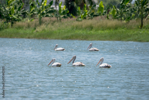 spot billed pelican or grey pelican in Thailand © joesayhello