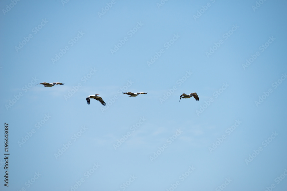 Flying spot billed pelican or grey pelican in Thailand Flying spot billed pelican or grey pelican in Thailand