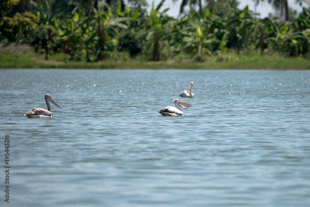 spot billed pelican or grey pelican in Thailand spot billed pelican or grey pelican in Thailand