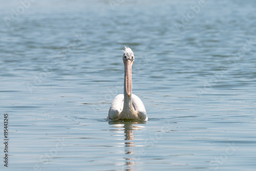 spot billed pelican or grey pelican in Thailand