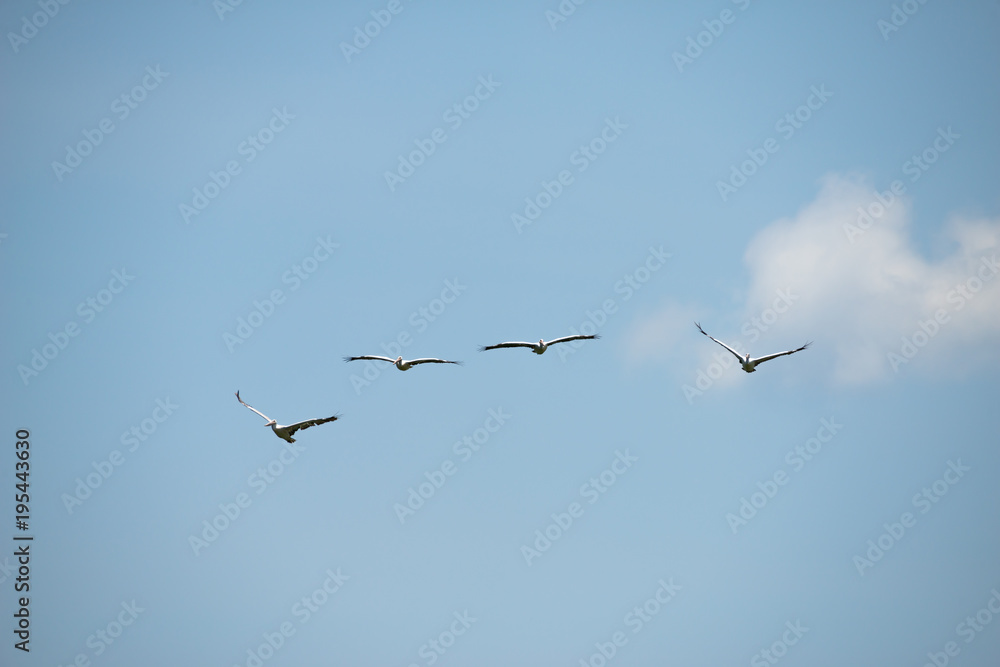 Group of spot billed pelican flying with blue sky in Thailand