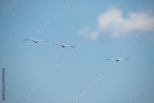 Wallpaper Mural Group of spot billed pelican flying with blue sky in Thailand Torontodigital.ca