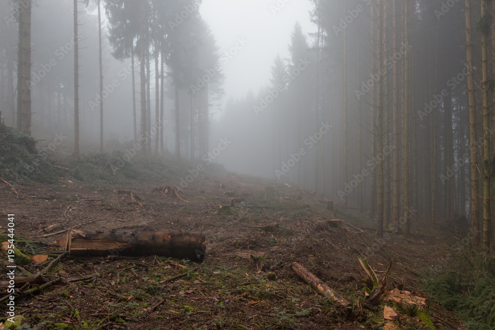 Magic Forest, Wood in the mist, Vosges, France Magic Forest, Wood in the mist, Vosges, France