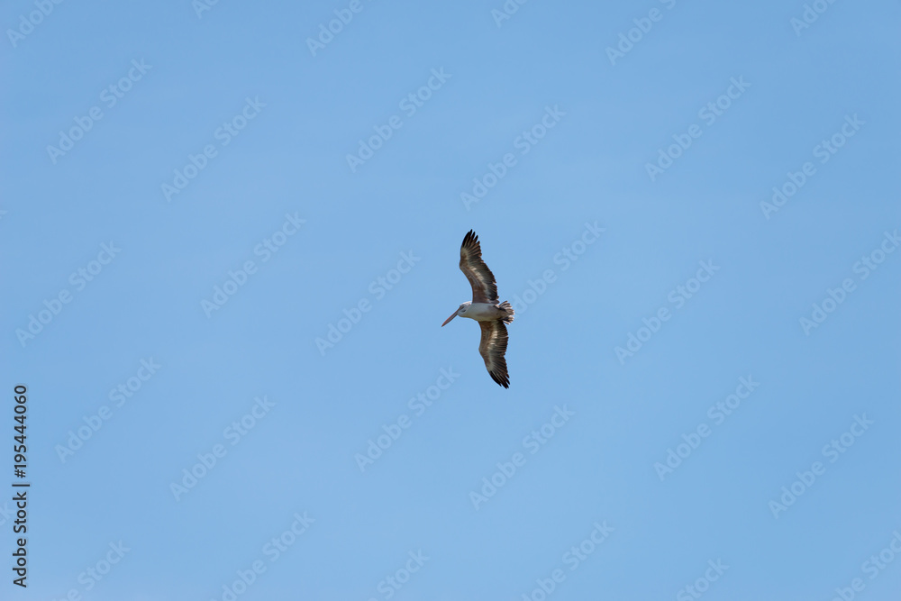 Flying spot billed pelican or grey pelican in Thailand Flying spot billed pelican or grey pelican in Thailand