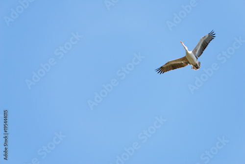 Flying spot billed pelican or grey pelican in Thailand