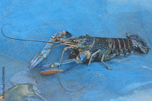 Blue crayfish - Fresh water Lobster