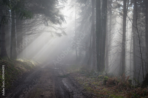 Magic Forest, Wood in the mist, Vosges, France