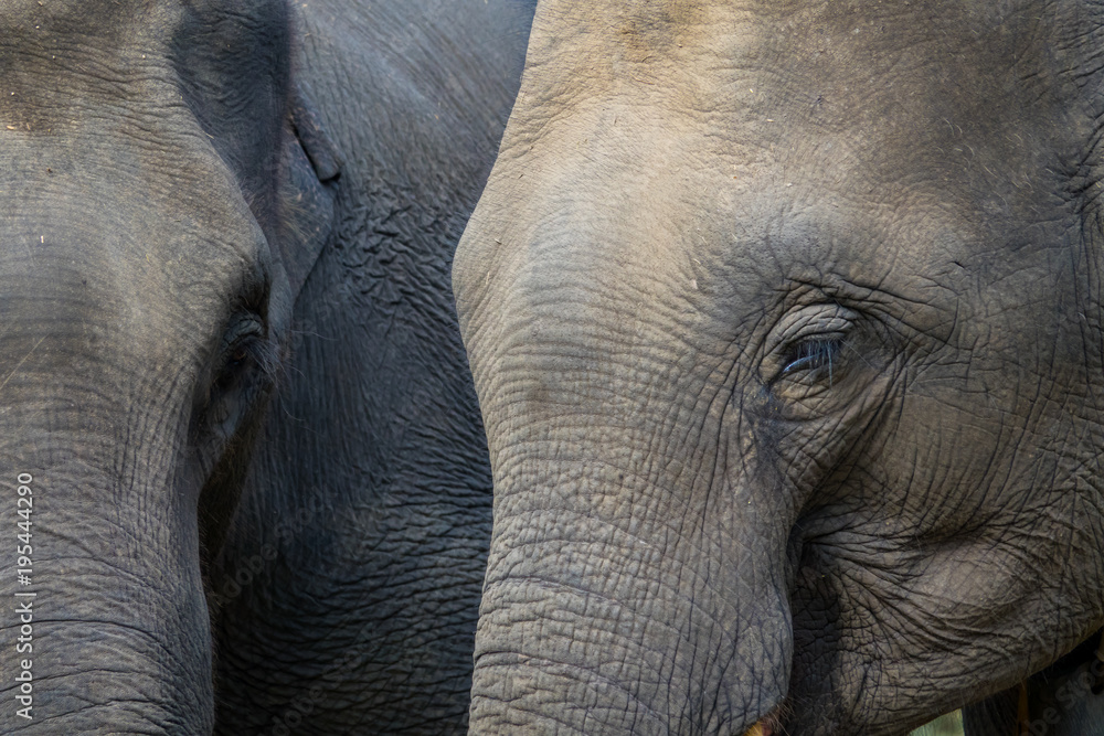Fototapeta premium Elephant eye. Close up.