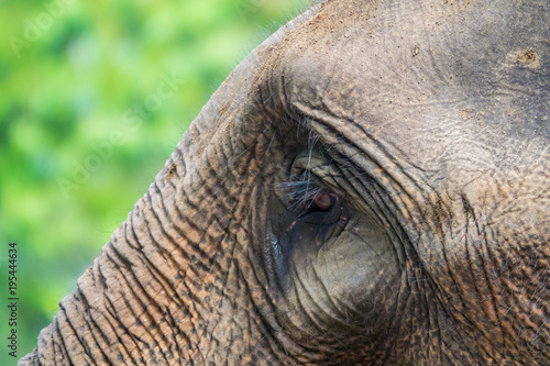Elephant eye. Close up.