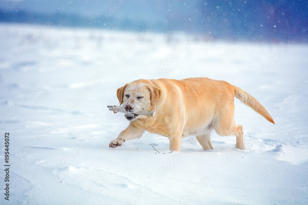 Labrador retriever dog walks through the snow in winter and carries a stick in his teeth
