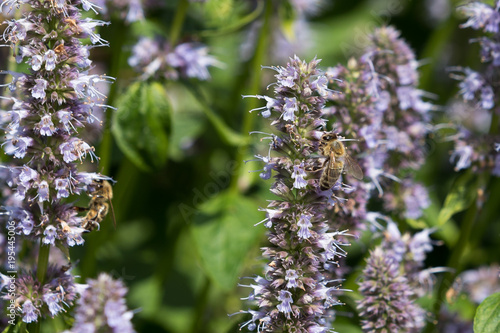 Bienen in Blütenmeer photo