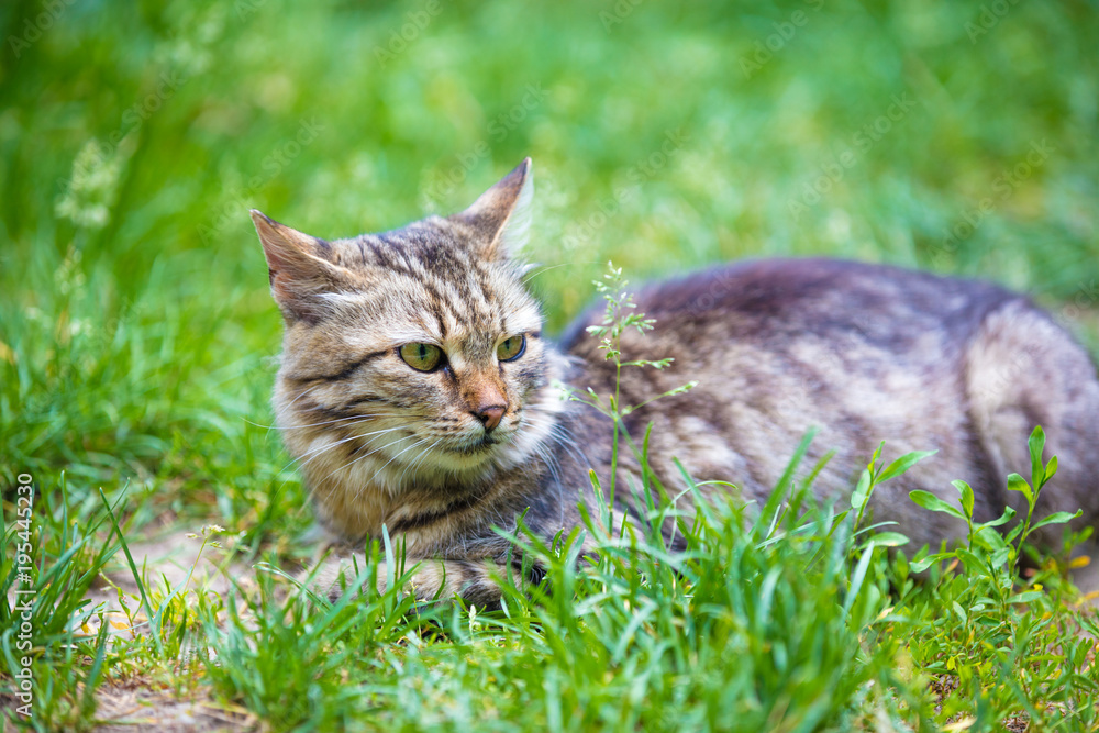 Portrait of a cat lying in the grass in the garden in summer