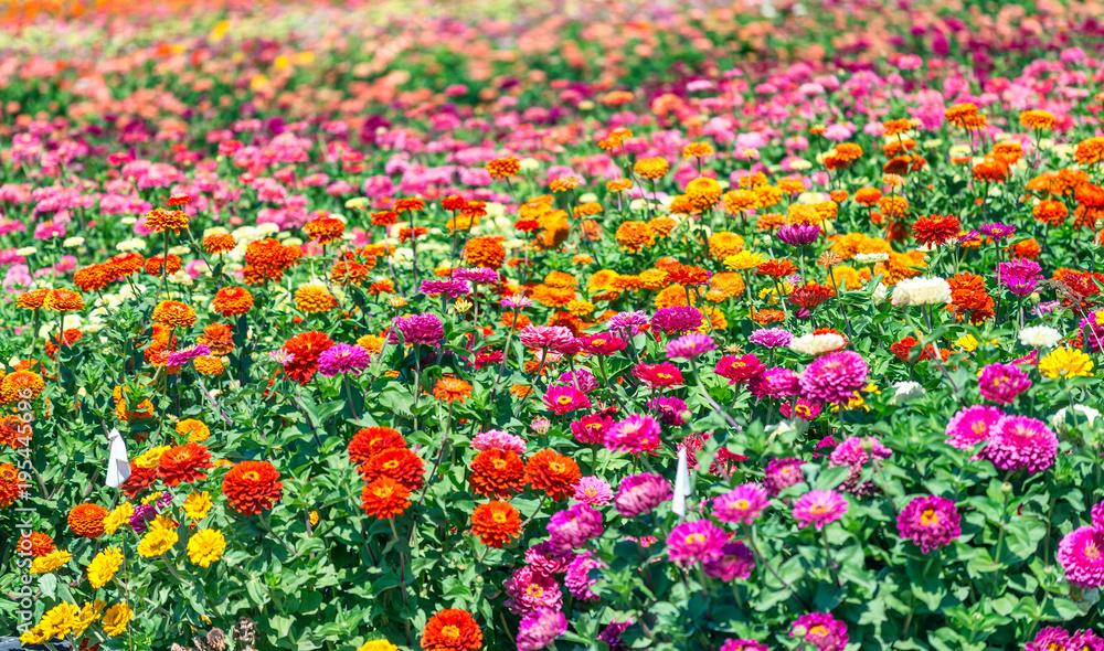 Field of colorful flowers. Spring season concept