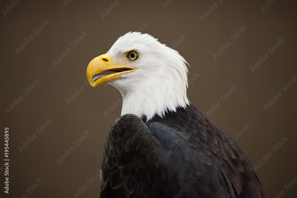 Obraz premium Portrait of eagle.