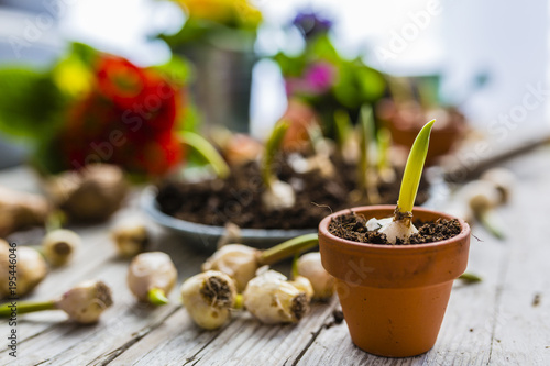 Bulbs of spring flowers and blooming flowers for planting. 
