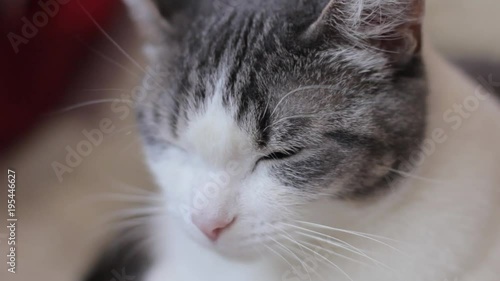 the cat is very delicious eats