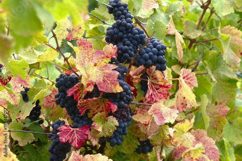 a bunch of black wine grapes on a sunny autumn day