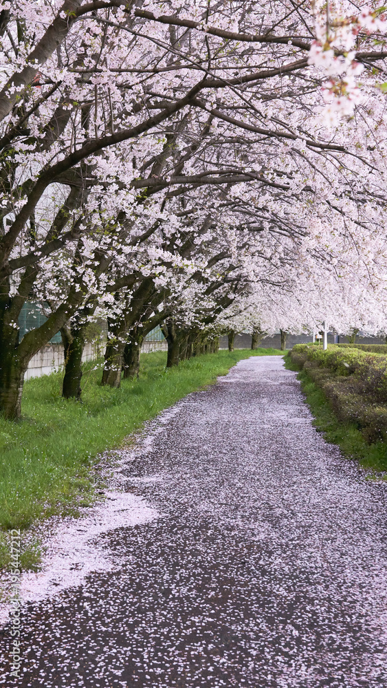 桜散る並木道