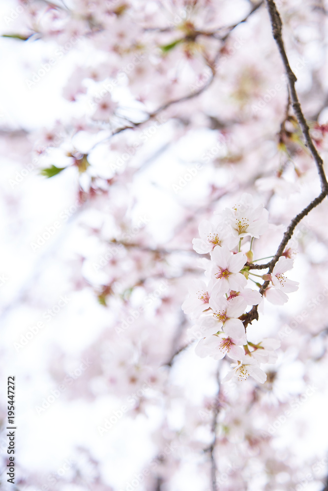 桜 開花 桜 開花