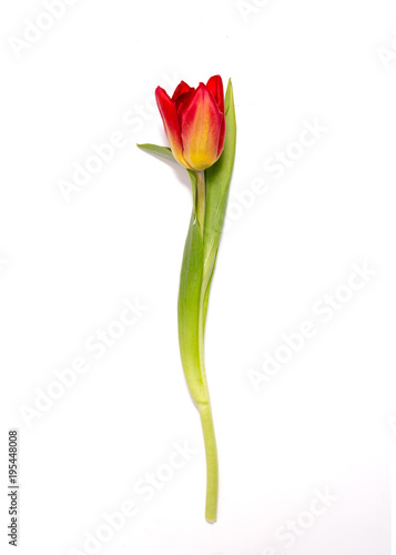 Fototapeta Naklejka Na Ścianę i Meble -  Tulip flower isolated on white background