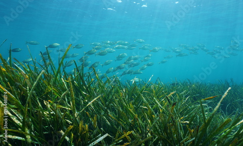 Posidonia oceanica seagrass with a school of fish underwater in the Mediterranean sea, Catalonia, Llafranc, Costa Brava, Spain