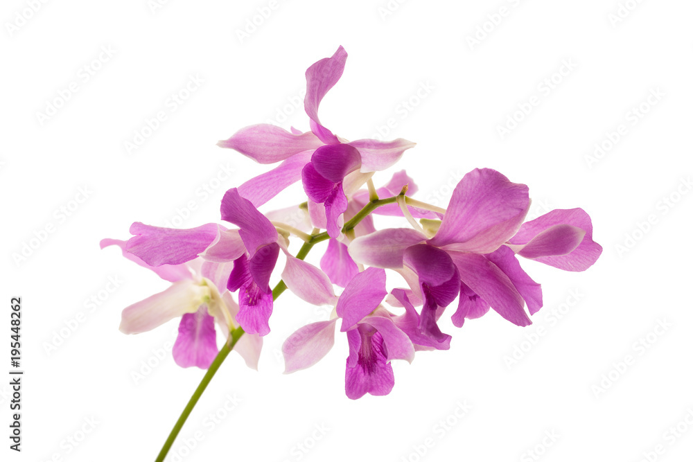 Dendrobium isolated Dendrobium isolated