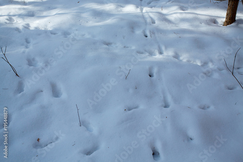 animal tracks in the snow © Diana Taliun