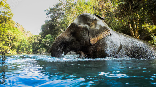 Photography wild elephant playing and bathing in the water or a river